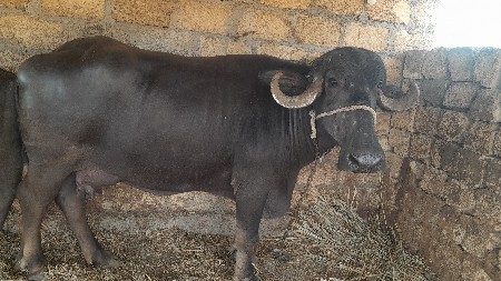 થંબનેલ 3