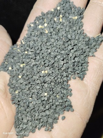 ડુંગળી નું બિયારણ