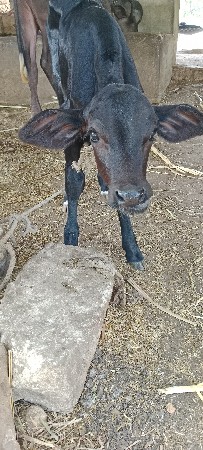 थंबनेल 3