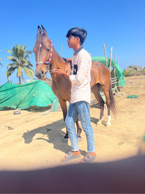 ઘોડી