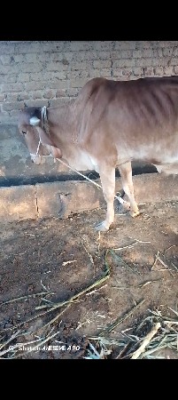 ગોઢલા વેચવા ના છે