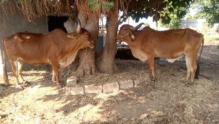 chalo Junagarh Tahsil Taluka