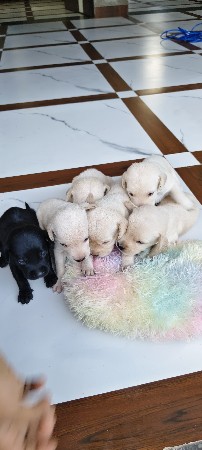 લેબરા પપ્પી વેચવાનું છે