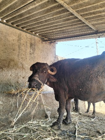 थंबनेल 3