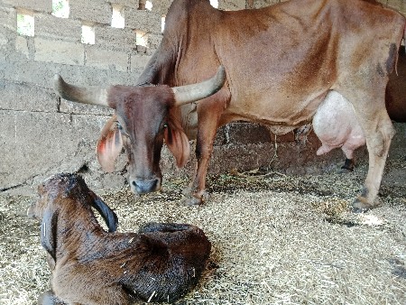 દેશી ગાય  ચોથું વેતર