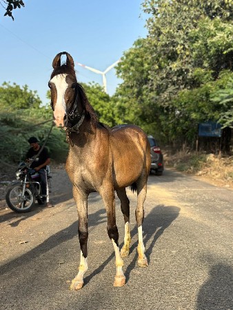વછેરી  વેચવાની છે  1 વરસની છે