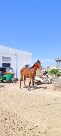 થંબનેલ 3