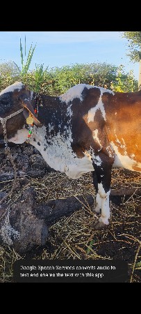 થંબનેલ 3