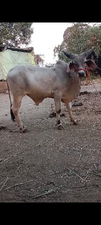 ગોઢલો વેચવાનો છે