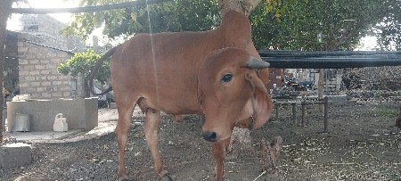 ગીર ગાય વેચવાની છે