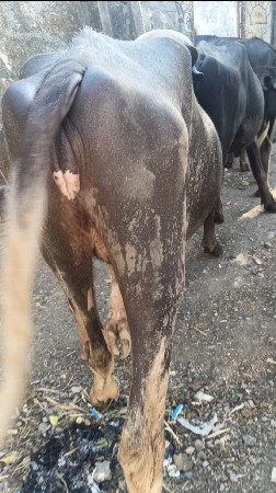 ખડાઈ વેચવાની છે