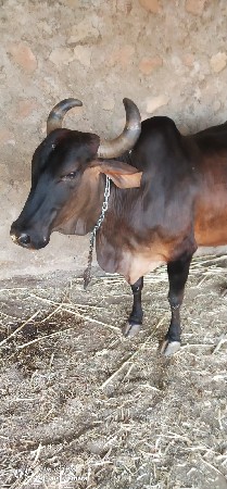 ગાય વેસવાનીસે