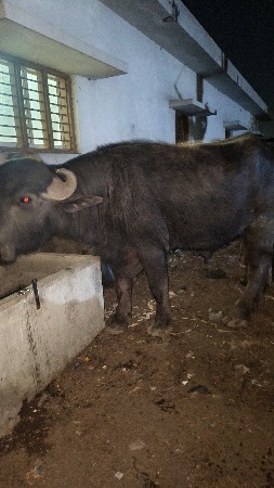 थंबनेल 2