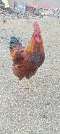 kukdo vecvnoche