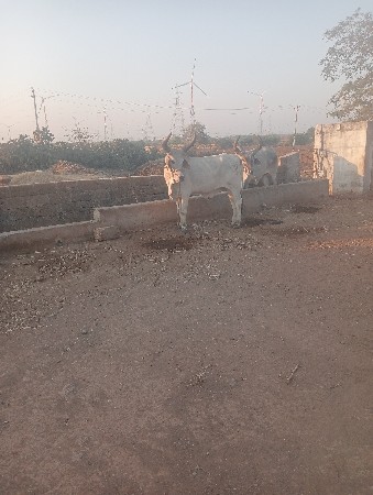 थंबनेल 3