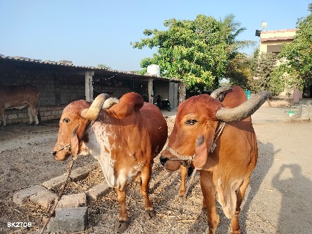 બળદ વેચવાના છે 3 ઘર