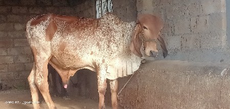 थंबनेल 2