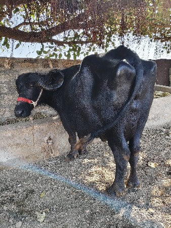 વેચવા ની છે