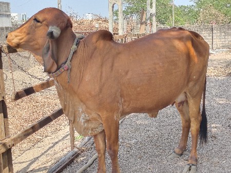 ગાય વેચવાની છે