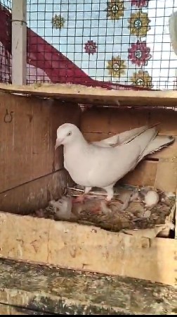 લાલ દૂમ જોડિ