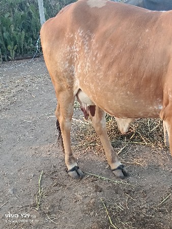 થંબનેલ 3