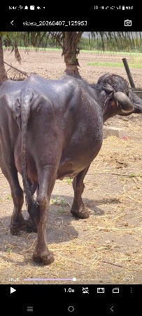 ભેંસ વેચવાની છે