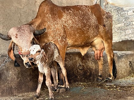 થંબનેલ 6