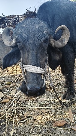 ભેસ વેચવાની છે