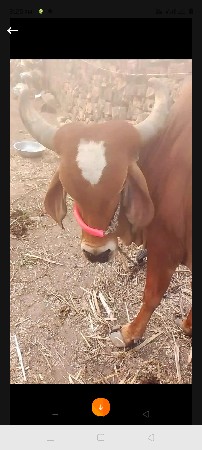 ગાય વેચવાની છે