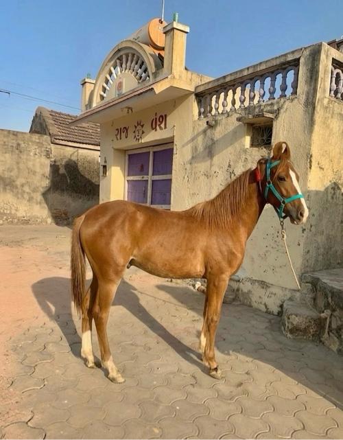 કાઠિયાવાડી વસેરો વેચવાનો છે