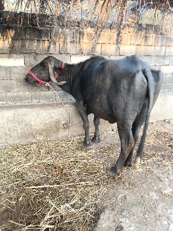 થંબનેલ 2