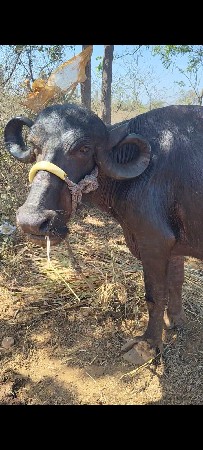 ભેસ વેસવાની છે