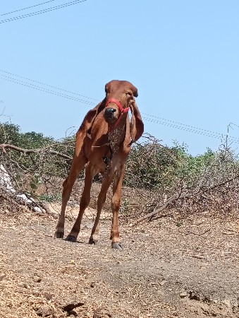 थंबनेल 2