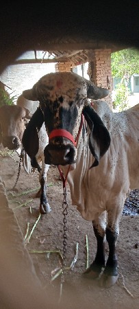 ગીર લીલડી