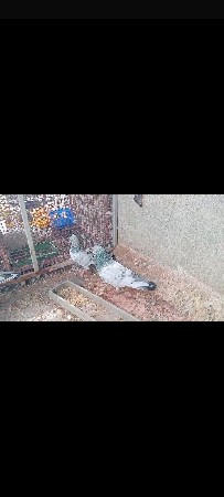 થંબનેલ 2