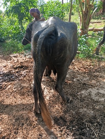 थंबनेल 3