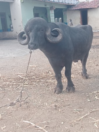 थंबनेल 3