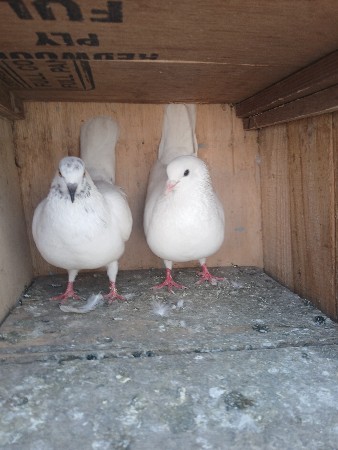 કબુતર વેચવાના છે