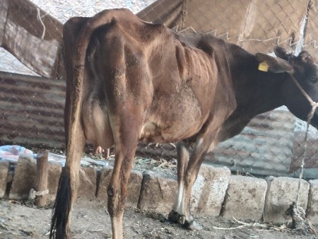 ગાય વેસવાની. બીજું વેતર આઠ દિવસ