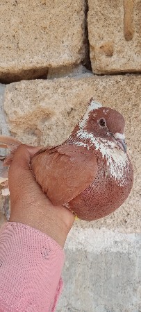 નર વેચવાનોછે