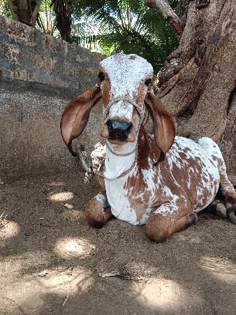 ગીર વાસળી