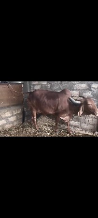 ગાય વેચવાની છે 15 20 દિવસ ની કાચી