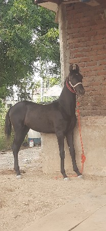 थंबनेल 3