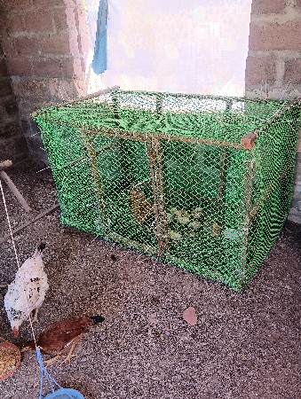 થંબનેલ 2