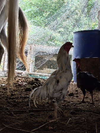 અસીલ નુરી માં વાઈટ  મુરઘો