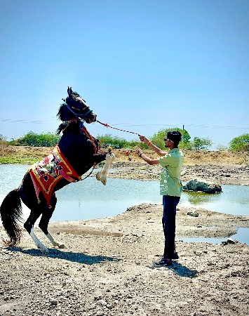 ઘોડીવેચવાની નથી સાટામાઘોડીજોય