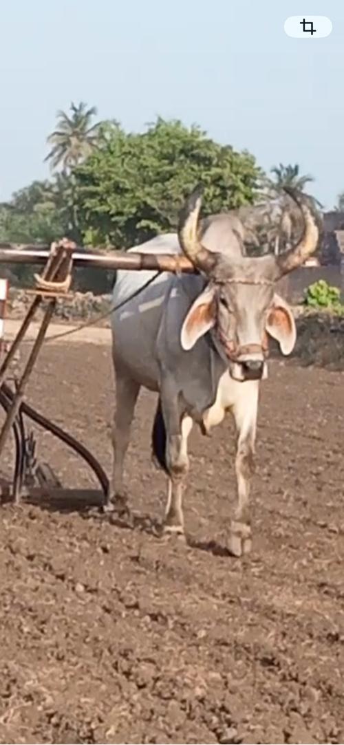 બરધ લેવાનો છે