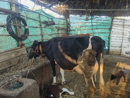 ગાય વેચવાની છે