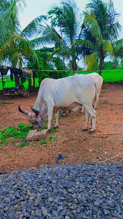 थंबनेल 3