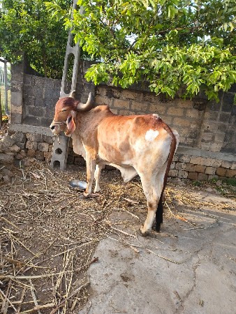 બળદ વેચવાનો સે